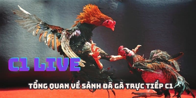 Đá gà trực tiếp C1 là sân chơi có chất lượng cao cấp